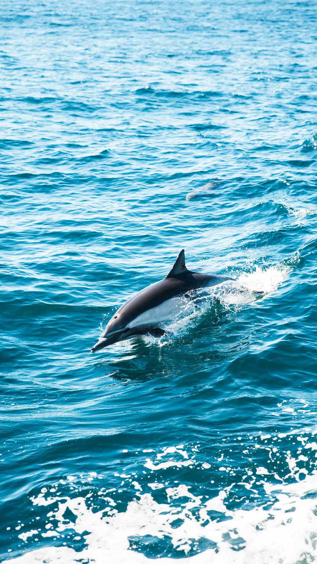 bali_driver_and_tour_dolphin_watching_in_morning_tour03