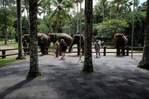 Guests on Safari Journey during Bali Safari private tour