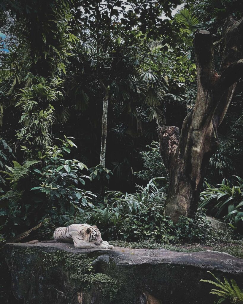 Animal in Bali Safari private tour