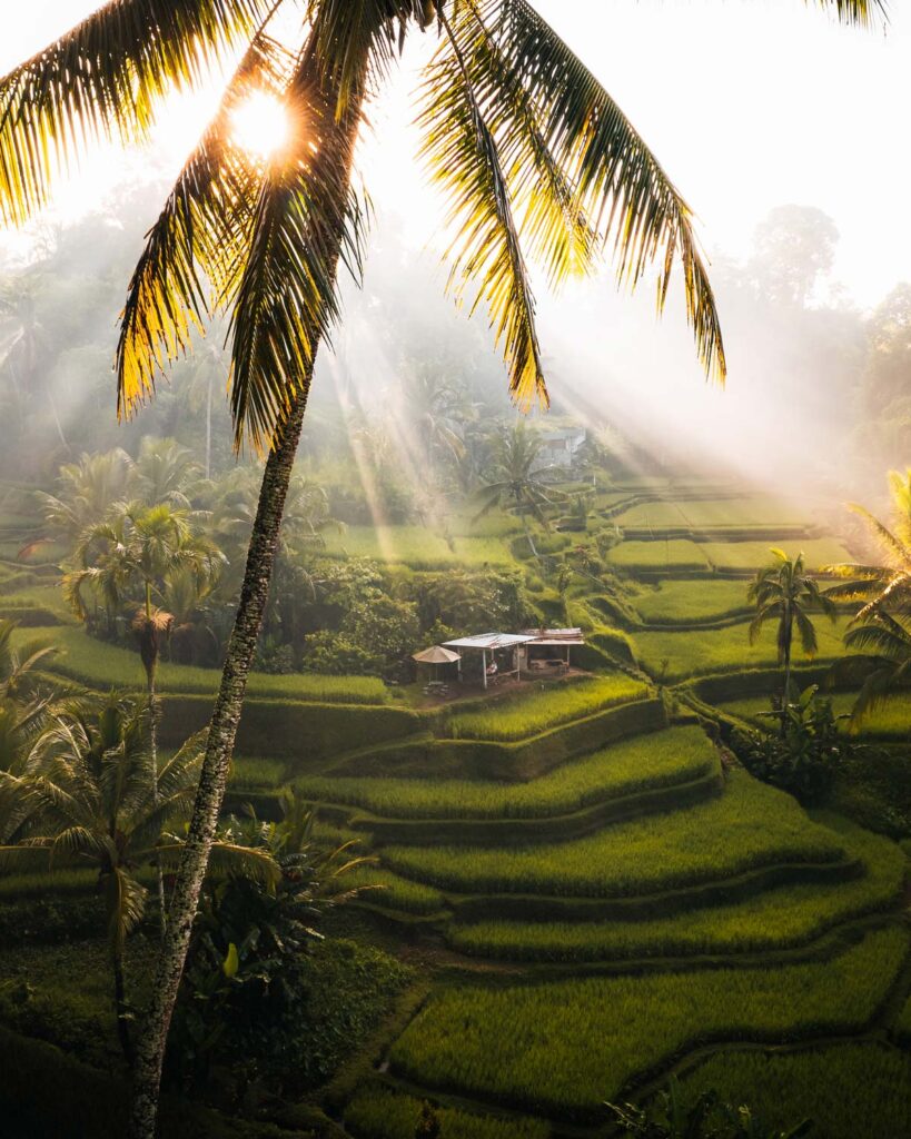tegalalang swing heaven view