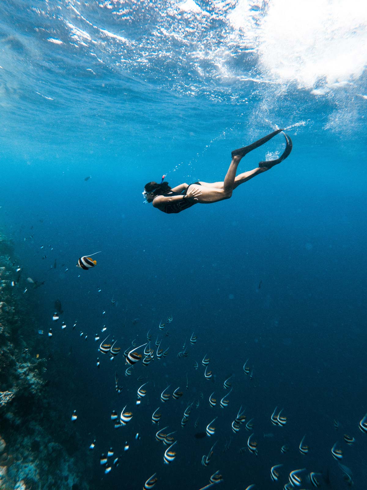Colorful tropical fish swimming over coral reefs at Blue Lagoon Bali.