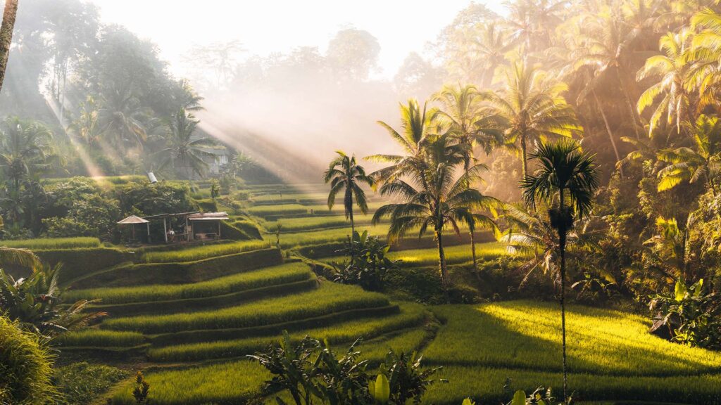 Ubud Rice Terraces Bali Morning View best Costomized bali tours