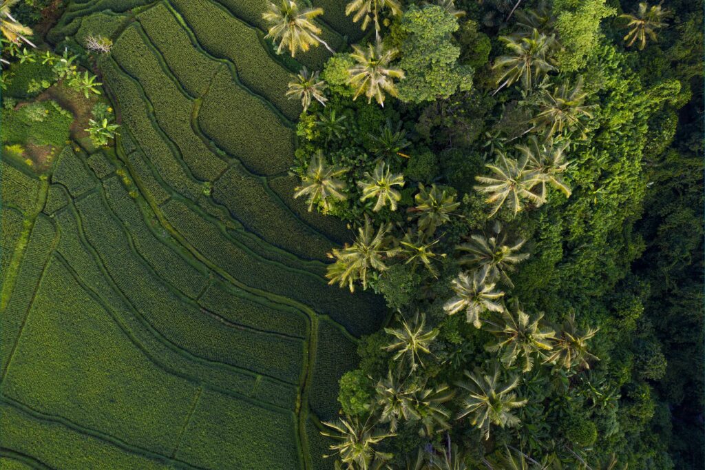 arial view in tegalalang ubud