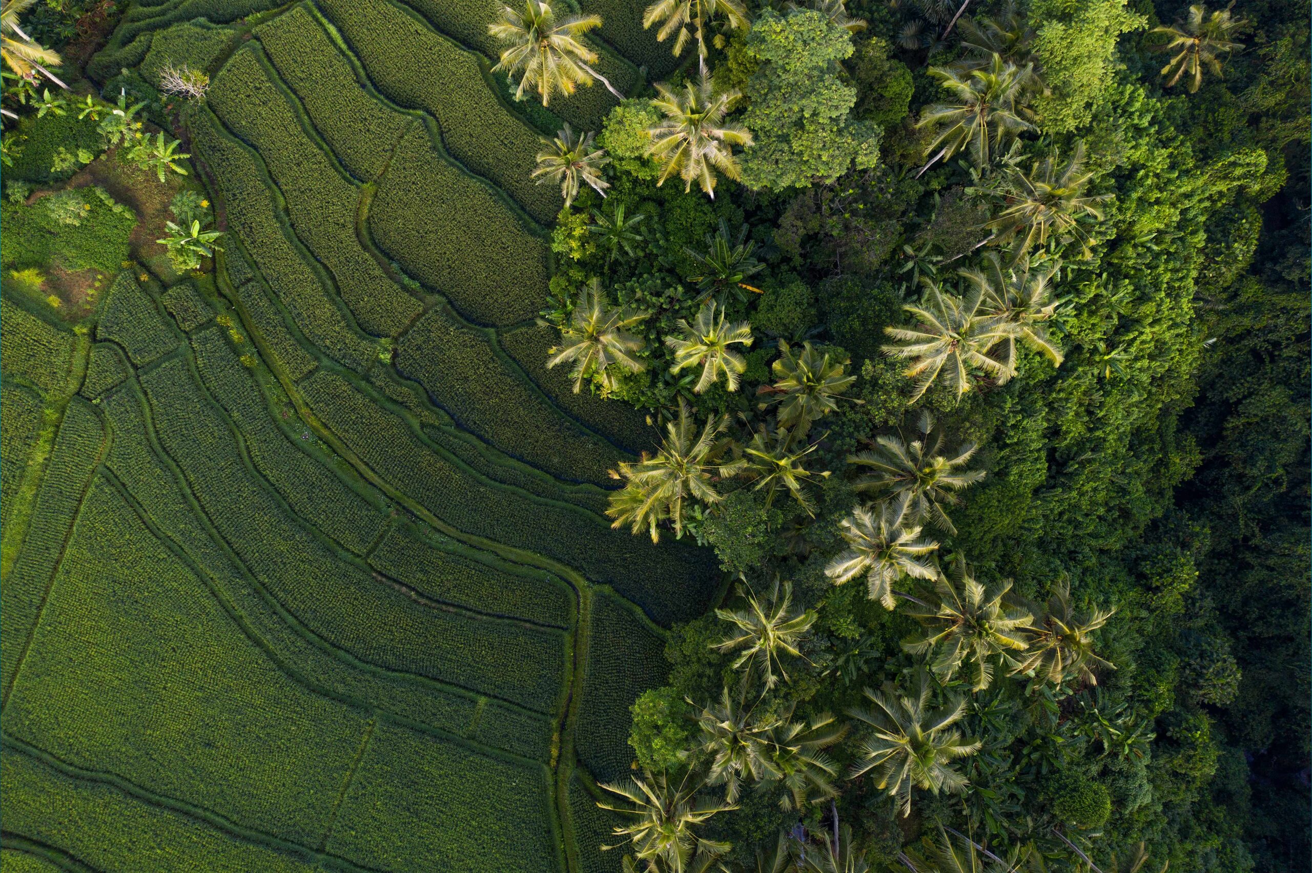 arial view in tegalalang ubud