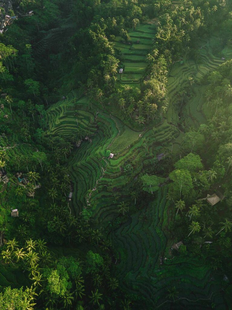 Tegalalang Rice Terrace best ubud bali spot