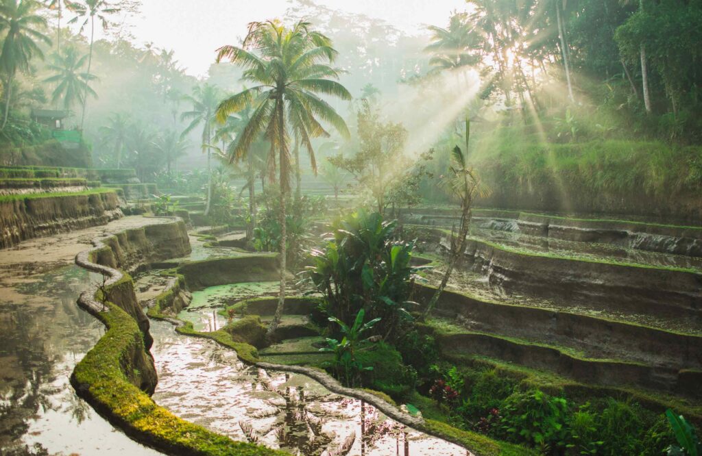 tegalalang sunrise in ubud
