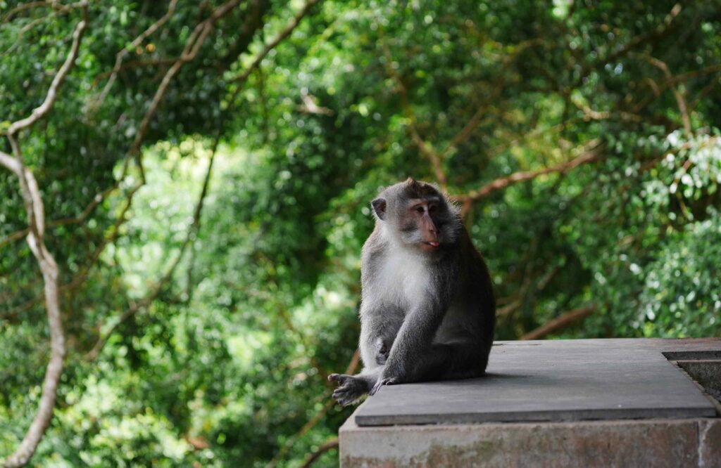 monkey forest ubud