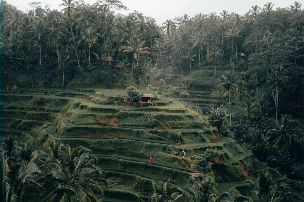 Best rice terrace ubud