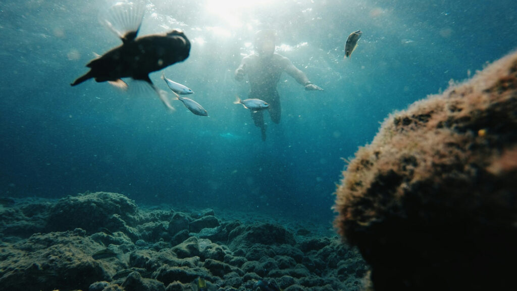 Menjangan Island Snorkeling best spot in bali