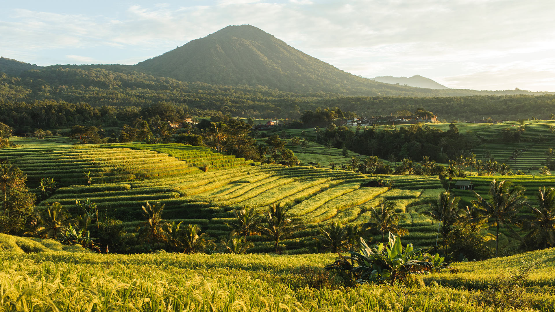 Jatiluwih Rice Terraces view