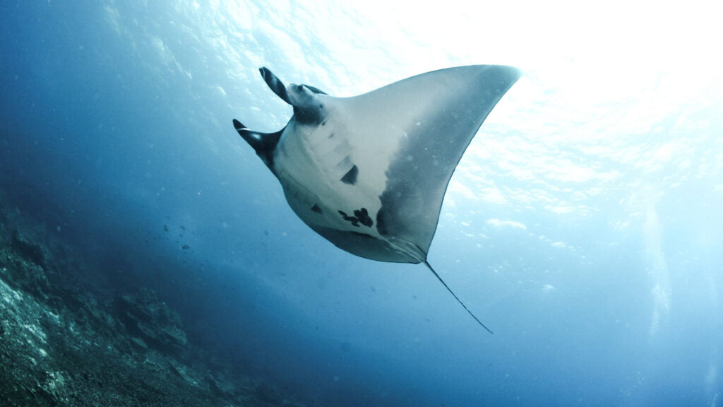 Manta Rays Nusa Penida
