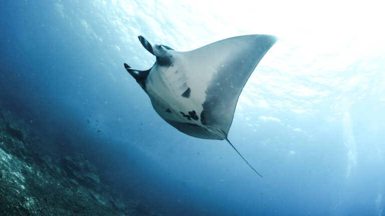 Manta Rays Nusa Penida