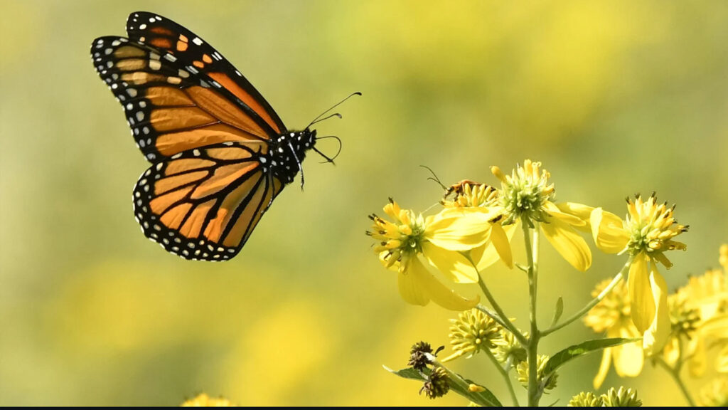 Bali Butterfy Park Tour