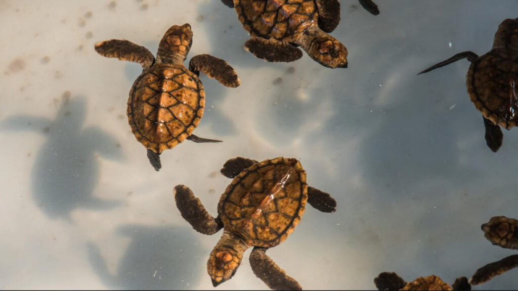 tanjung benoa turle conservation