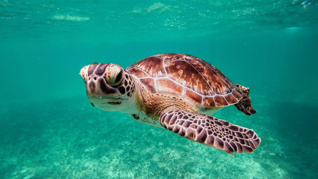 Bali Turtle Island Tour