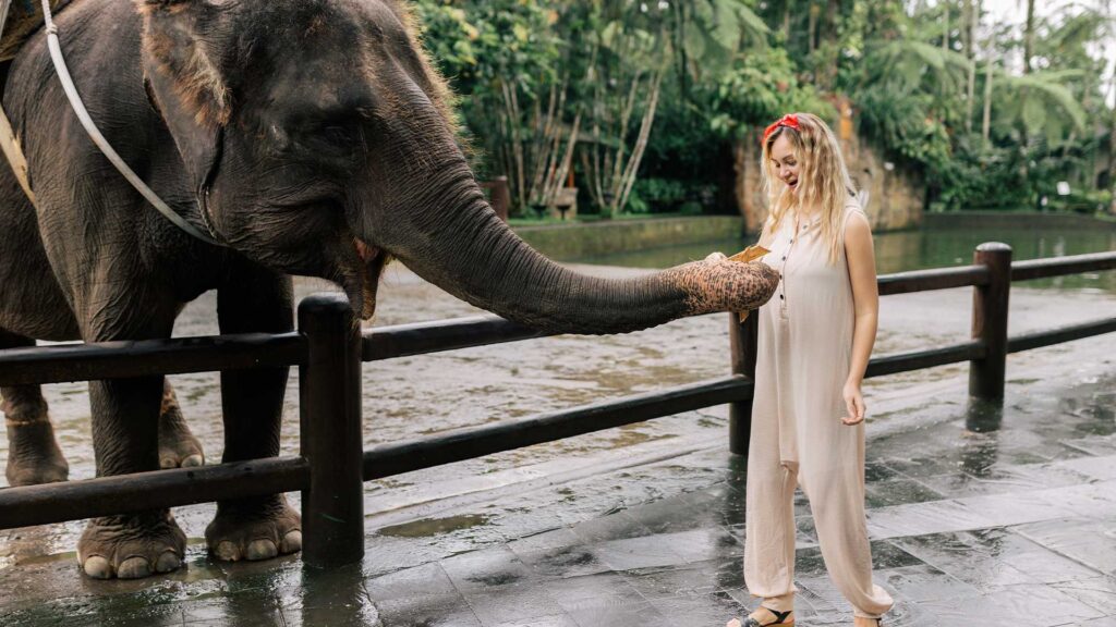 Elephant Safari Park Tour Bali iteaction with tourist