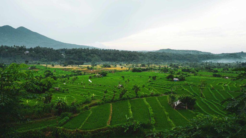 Jatiluwih Rice Terrace Private Driver Tour
