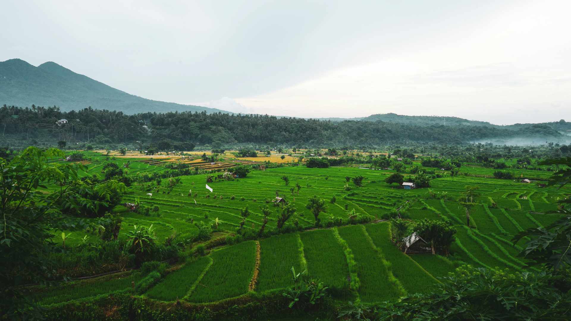 Jatiluwih Rice Terrace Private Driver Tour