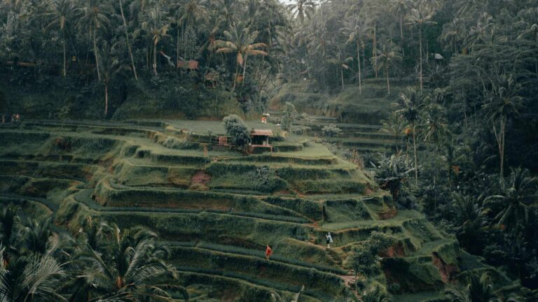 Tegalalang Rice Terrace Private Driver Tour