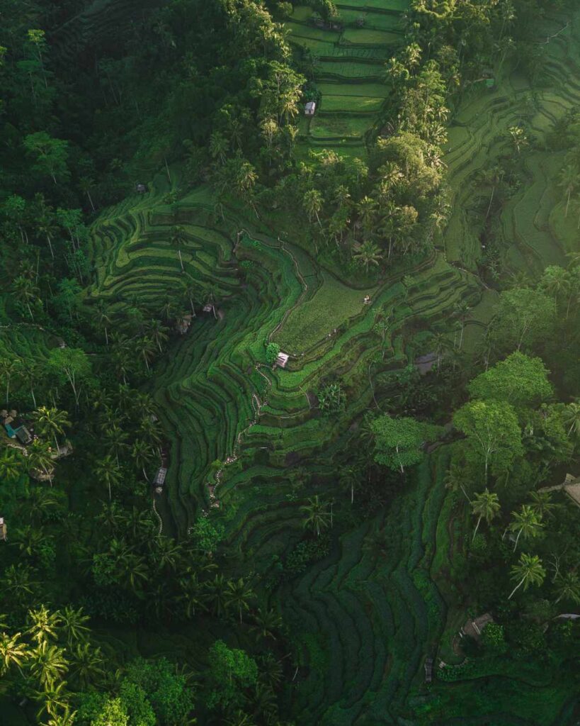 Bali Green Landscape Tour