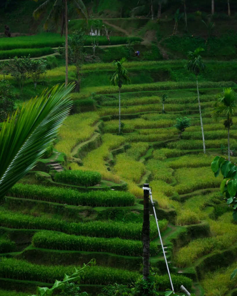 Private Transport for Ubud Nature and Culture Tour