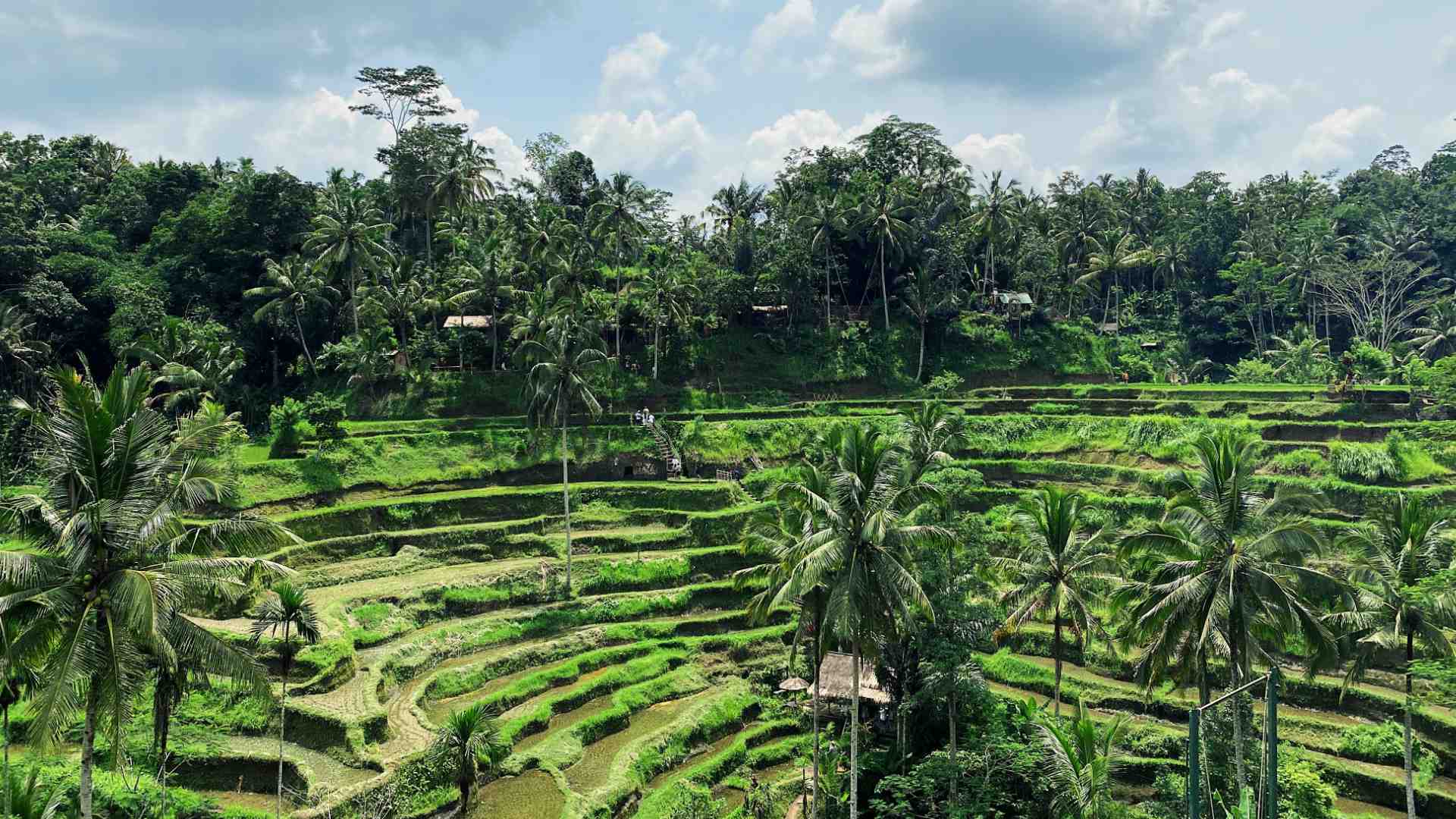 Ubud Private Driver Tour