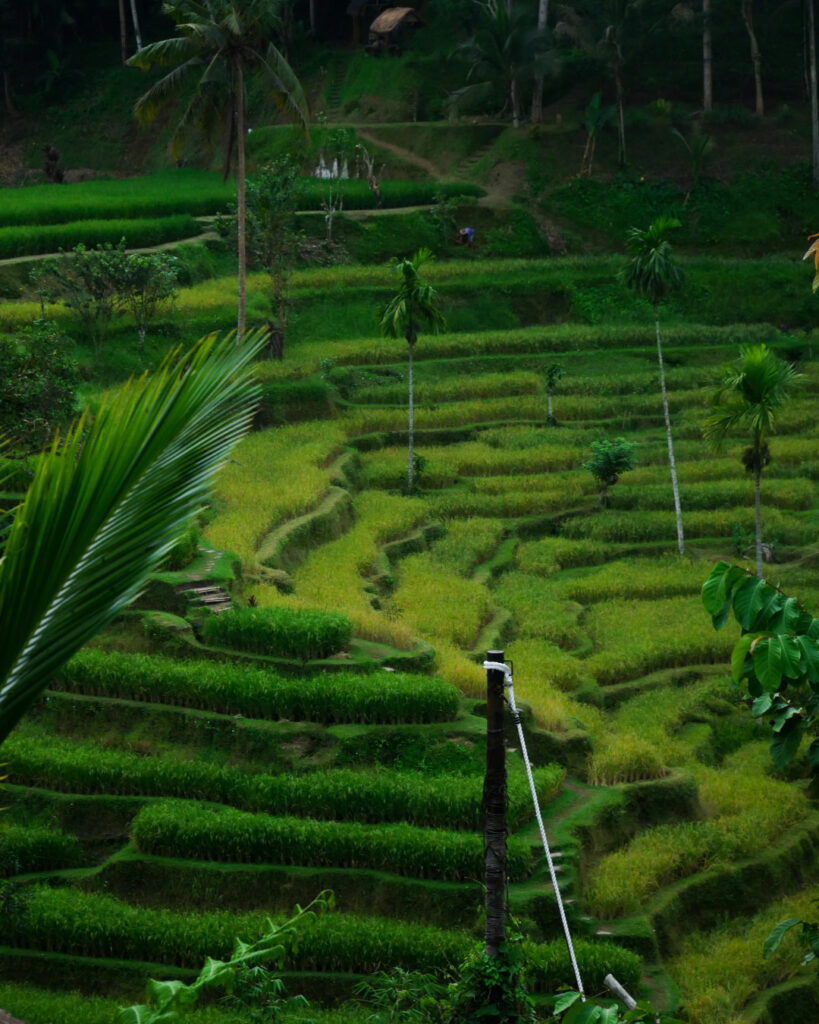 places to visit in ubud