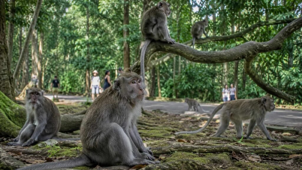 monkey in forest