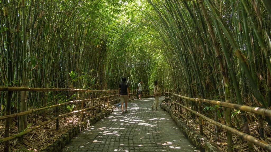 ride in bamboo forest
