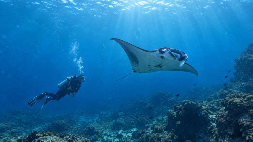 manta rays nusa penida bali