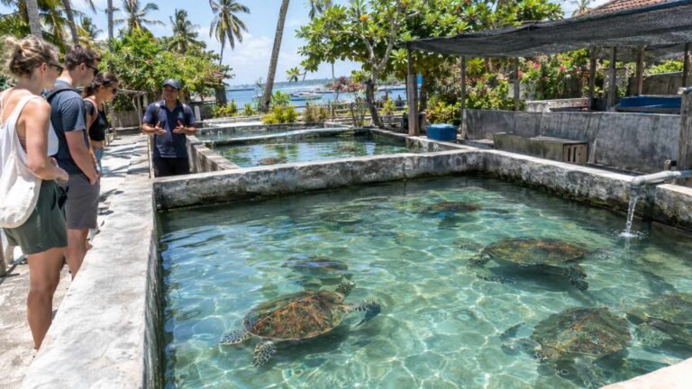Turtle Conservation in Bali