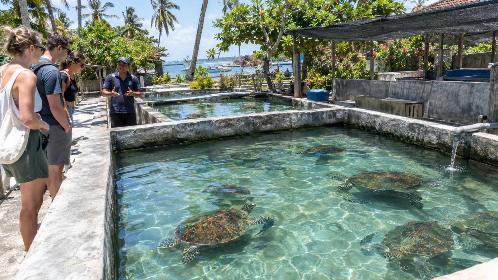 Turtle Conservation in Bali